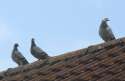 Ferral-Pigeons-On-Roof.jpg