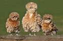 Polish Frizzle chickens.jpg