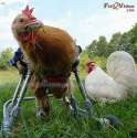 timmy hen.jpg