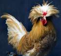 polish-hen.jpg
