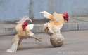 hen-playing-football.jpg