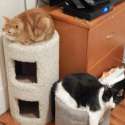 cats.jpg