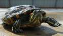 turtle.jpg