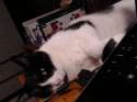 Laptop Buddy.jpg