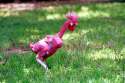naked-chicken-5.jpg