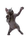 cat.gif