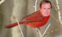 Brad Bird.png