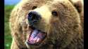 da burrs.jpg