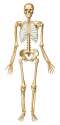 SkeletonAnterior.jpg