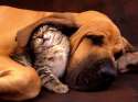 catdog1.jpg