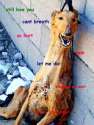 doge1.jpg