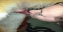 ya4.gif