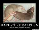 hardcore_rat_porn.jpg