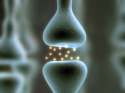 synapse-1.jpg