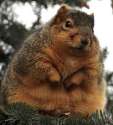 tiefatsquirrel11.jpg