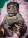 little nigger.jpg