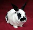 English-Spot-Rabbit-Breed.jpg