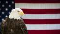 Eagle.jpg