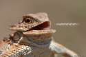 tmp_8510-GIF-Smiling-Smile-Hehe-Haha-Huehue-LOL-Funny-Laugh-Laughing-Its-funny-Funny-Laugh-Funny-Laughing-GIF1072594878.gif