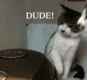 1456647022526.gif