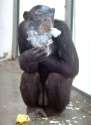 135775024-Smoking-Monkey.jpg