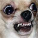 doog.jpg