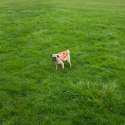 pizza.jpg
