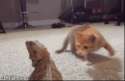 1446284249911.gif