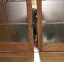 1445067351727.gif