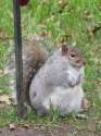 fatsquirrel.jpg