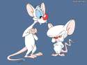 Pinky_&_The_Brain_Wallpaper.jpg