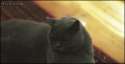 1439634213403.gif