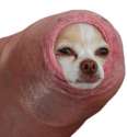 doggo.jpg