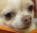 bruh_dog.png
