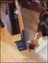 1456882374732.gif