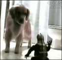 fuckdisdoggo.gif