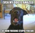 Dog.jpg