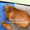 golden–brown canine sausage.jpg