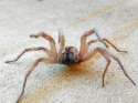 angry-house-spider-chad-hall.jpg