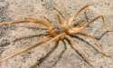 up-close-camel-spider.jpg