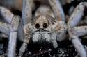 spider.jpg