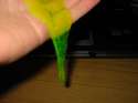 000slime.jpg