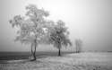 01465_frozentree_2560x1600.jpg