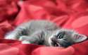 01886_wildcat_2560x1600.jpg