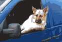 dogs can't drive.gif