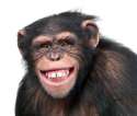 Monkey.jpg