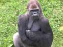Mad_Ape.jpg
