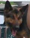 pooch1.jpg