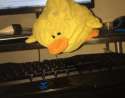 Ducc 9.jpg