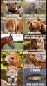 animals.jpg